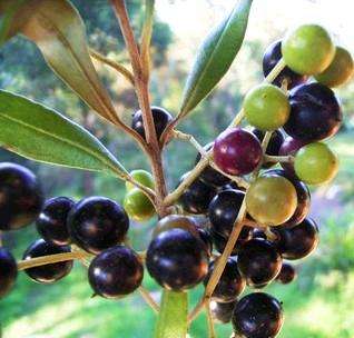 10 European Olive (Olea europaea ssp. africana) Indigenous Tree Seeds