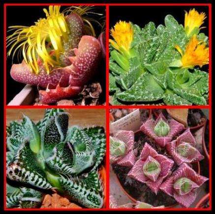 10 Faucaria mixed species Seeds-Hobby for the whole family - Indigenous Succulents