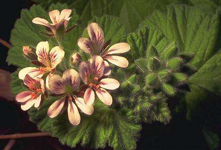 10 Pelargonium australe Seeds ~ Austral stork's bill