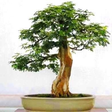 Acacia caffra Bonsai Seeds - Hook Thorn, Cat Thorn Tree Seeds - Beautiful Hardy Indigenous Tree