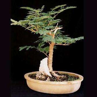 Acacia karroo Bonsai Seeds -  Sweet thorn; Soetdoring - Acacia karoo Indigenous Tree