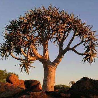 10 Quiver Tree Seeds ~ Kokerboom Sade ~ Aloe dichotoma Seeds- Indigenous Succulents