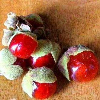10 Jacket Plum - Pappea capensis Fruit Tree Seeds - Indigenous