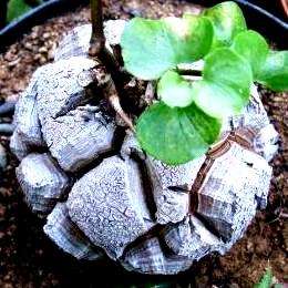 10 Elephant's Foot (Dioscorea elephantipes) Seeds + GIFTS - Indigenous Succulents
