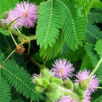10 "Sensitive Plant" Seeds - Mimosa pudica Seeds - Touch-me-not, Tickle Me Plant, Shame plant