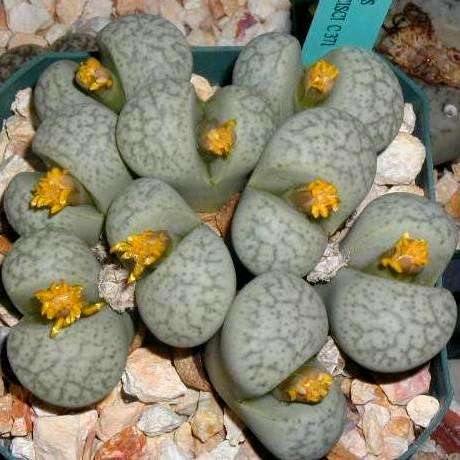 10 Lithops francisci Seeds - Mesemb - Living Stones - Stoneplants - Indigenous S African Succulent