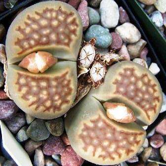 Lithops hallii v ochracea Seeds - Indigenous Succulents