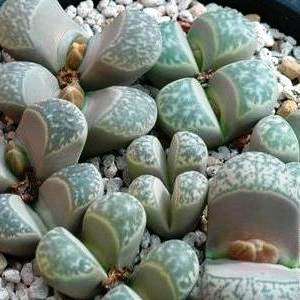 Lithops helmutii Seeds - Indigenous Succulents