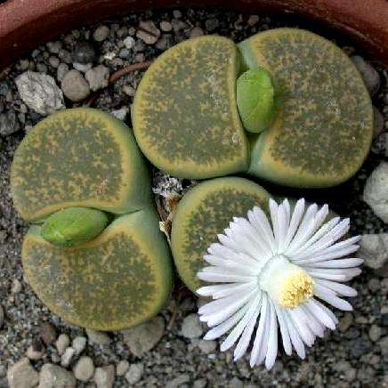 10 Lithops lesliei Seeds - Stoneplants - Indigenous Succulents
