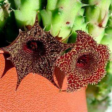 Huernia stapelioides Seeds - Buy Seeds for Succulents Indigenous to South Africa