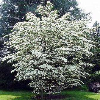 10 Cornus kousa var chinensis Tree Seeds - Chinese Dogwood Seeds