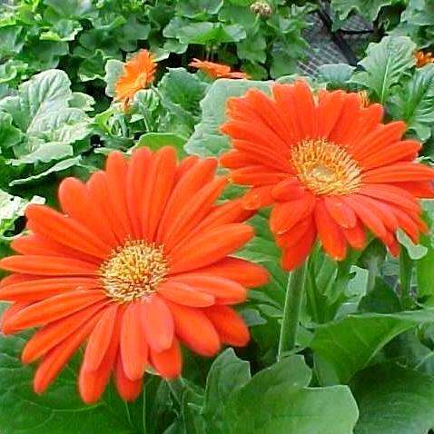 10 Barberton Daisy - Gerbera jamesonii Seeds - Indigenous Perennial