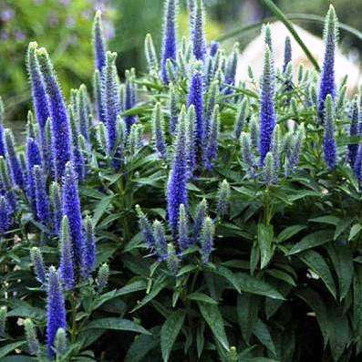 10 Veronica spicata Seeds - Perennial