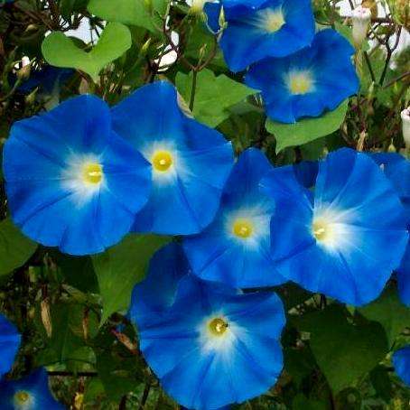 20 Morning Glory Heavenly Blue Seeds - Ipomoea tricolor - Vine, Creeper, Climber, Psychoactive