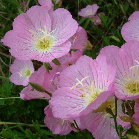 Oenothera speciosa Seeds - Silky Orchid Pink Evening Primrose - Hardy Perennial