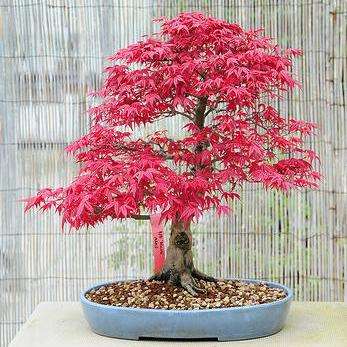 Bloodgood Japanese Maple (Acer palmatum 'Bloodgood') Bonsai Tree Seeds - Exotic Frost Hardy