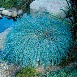 10 Festuca glauca Seeds - Ornamental Blue Grass Seeds