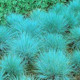Festuca glauca Seeds - Ornamental Blue Grass Seeds