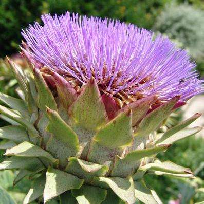 25 Cardoon - Globe Flower Cynara cardunculus Seeds - Cutflower Seeds