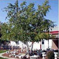 10 Japanese White Birch (Betula platyphylla japonica) Tree Seeds - Exotic Frost Hardy