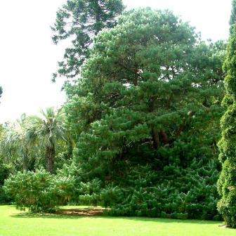 10 Pinus patula, Patula Pine, Mexican Weeping Pine Tree Seeds