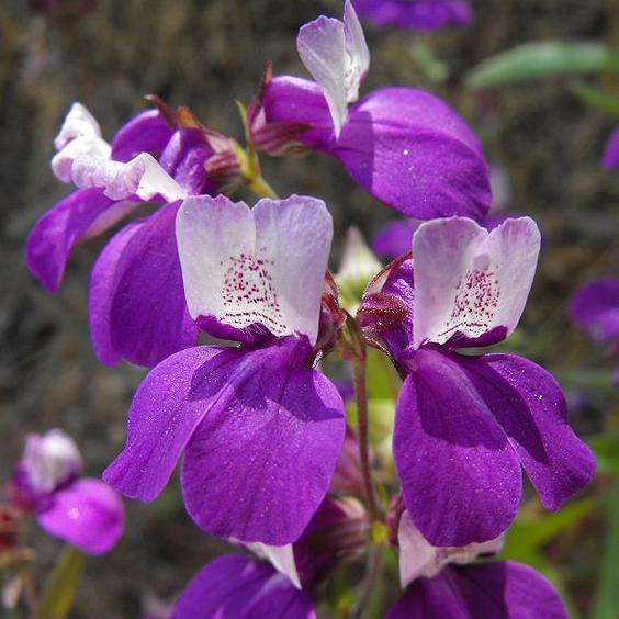 Chinese Pagodas  - Collinsia heterophylla Seeds - Annual - Flat Ship Rate - Huge Range