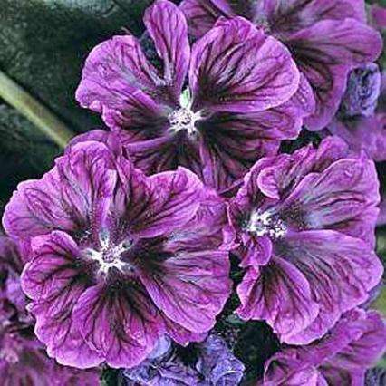 10 Malva sylvestris mauritiana Seeds - Hardy Perennial