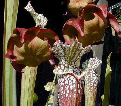Carnivorous White Top Pitcher Plant Seeds - Sarracenia leucophylla - Frost Hardy
