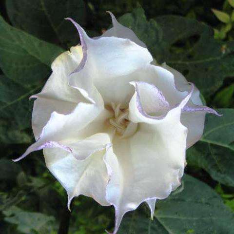 10 Datura metel White Seeds - Angel's Trumpet Seeds - Fragrant Perrenial