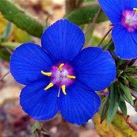 200 Blue Pimpernel Seeds - Anagallis monelli Seeds - Bulk Annual Seeds