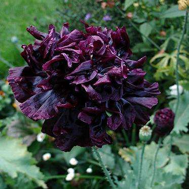 Black Peony Poppy Seeds - Papaver somniferum var. paeoniflorum Seeds - Frost Hardy Annual