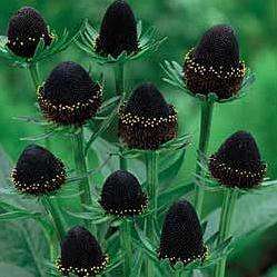 Rudbeckia Green Wizard Seeds - Green Cone Flower - Cut Flower Seeds