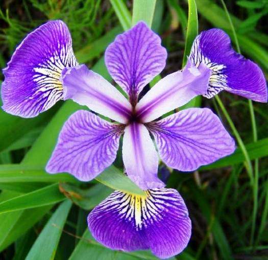 Harlequin Blue Flag Iris Seeds - Iris versicolor Seeds - Fost Hardy Perennial