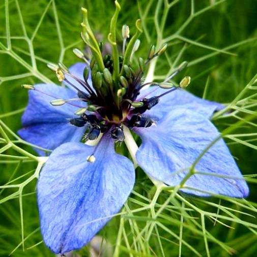 50 Love-in-a-Mist Seeds - Nigella damascena Seeds - Annual