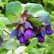 10 Blue Honeywort Seeds - Cerinthe major purpurascens Seeds - Fost Hardy Annual