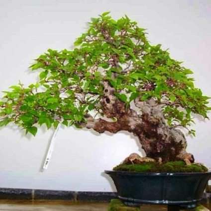 Carpinus turczaninowii Bonsai Tree Seeds