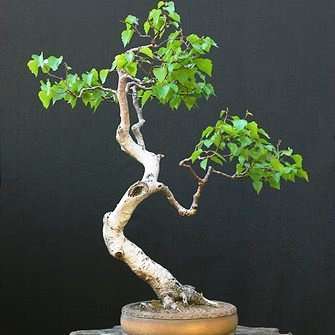10 Betula pendula Bonsai Tree Seeds~Silver Birch, European Weeping Birch, European White Birch