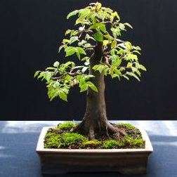 5 European hornbeam - Carpinus betulus Bonsai Tree Seeds