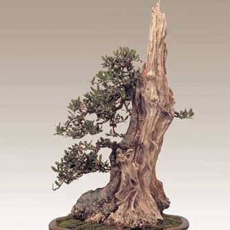 Wild Olive Bonsai Tree Seeds (Olea capensis ssp. macrocarpa) - Indigenous