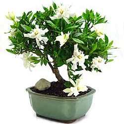 5 Gardenia thunbergia Bonsai Seeds - Indigenous South African Tree