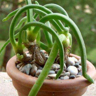 10 Monilaria pisiformis Seeds - Indigenous South African Succulent Seeds
