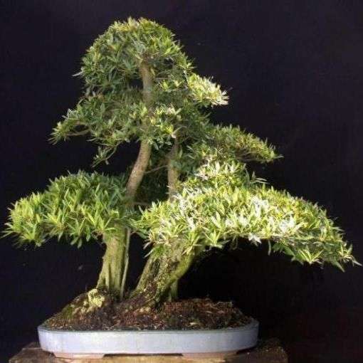 10 Ficus salicifolia Bonsai Tree Seeds - Indigenous South African Fig Tree Seeds