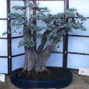 Buddleja saligna Bonsai Tree Seeds - False Olive, Witolien - Indigenous