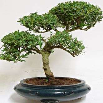 10 Ilex mitis - Cape Holly Bonsai Seeds + FREE Bonsai eBook & FREE Seeds! - Frost Hardy