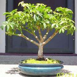 10 Schefflera umbellifera Bonsai Tree Seeds - Indigenous