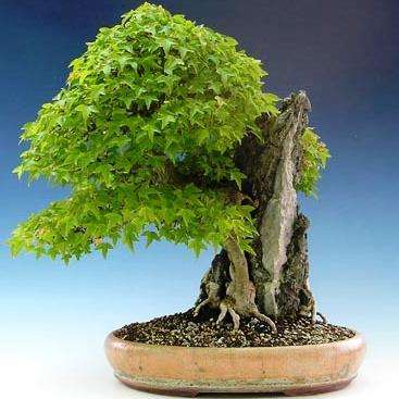 10+ Acer buergerianum or Trident Maple Bonsai Tree Seeds