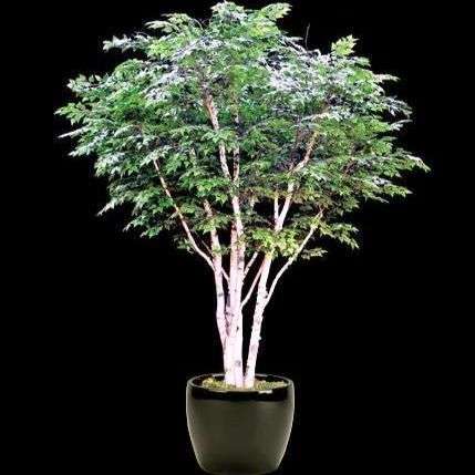 Betula papyrifera Bonsai Tree Seeds ~ Paper birch, Canoe birch, American white birch