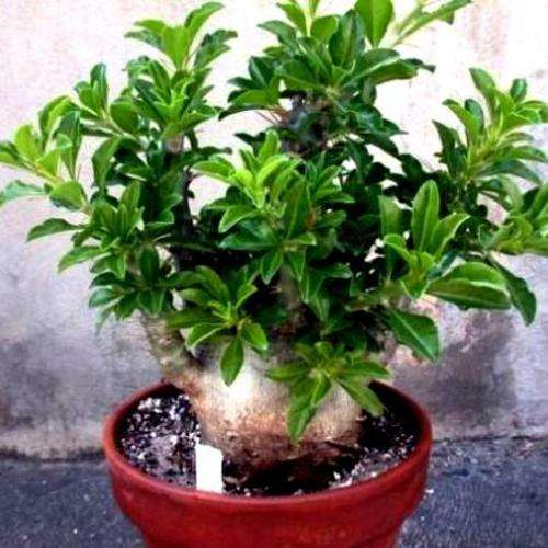 10 RARE SEEDS Pachypodium saundersii "Natural Bonsai" - Indigenous Succulents