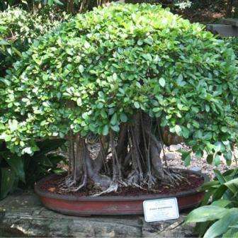 Ficus natalensis Bonsai Tree Seeds - Indigenous to RSA + FREE SEEDS WITH ALL DELIVERIES