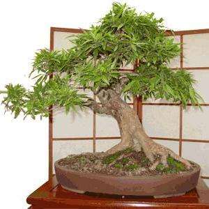 10 Ekebergia capensis (Cape Ash) Bonsai Tree Seeds - Indigenous